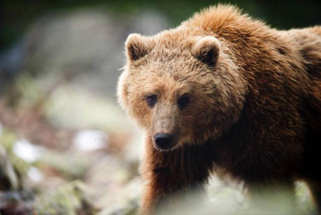 OFERTA EXCLUSIVA: Entrada Única a Naturlandia, Parque de Animales y Tobotronc para dos (Andorra)