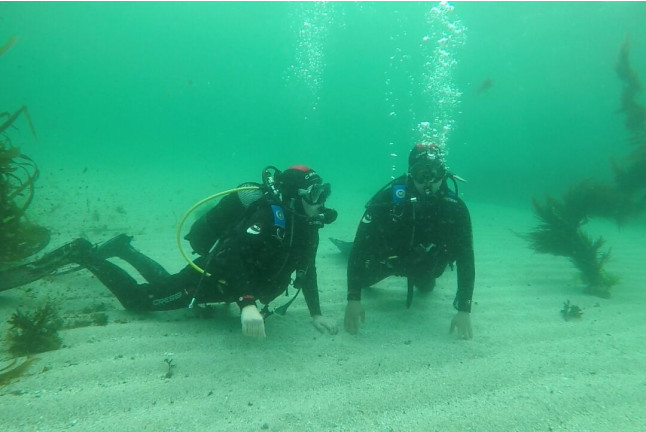 Bautismo de Buceo con Fotos y Vídeos (Vilagarcía de Arousa, Pontevedra)