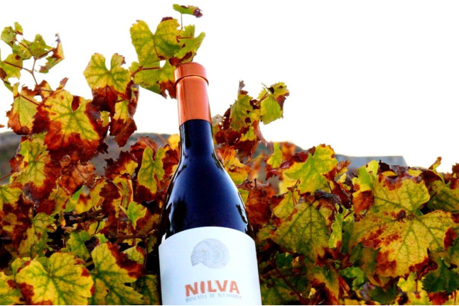 Visita a Bodega Nilva con Cata de Vinos y Tapas para cuatro personas (Manilva, Málaga)