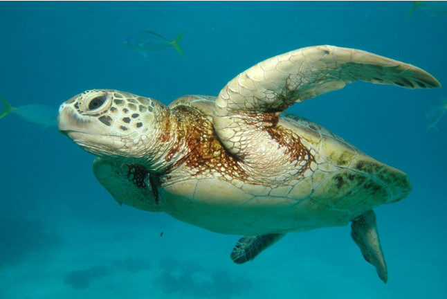 Entrada a Oceanogràfic y Experiencia "El Mar en tus Manos" (Valencia)