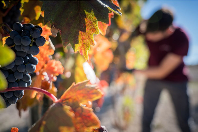 Visita a Bodegas Olimarum con Cata de Vino y Aperitivo para dos (Canalejas de Peñafiel, Valladolid)