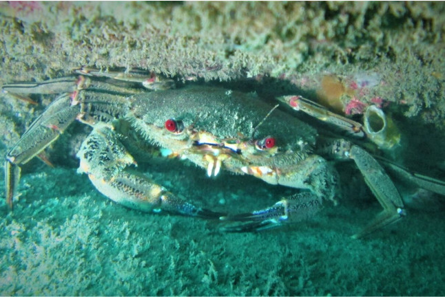 Curso de Iniciación de Buceo Open Water Diver (Lugo)
