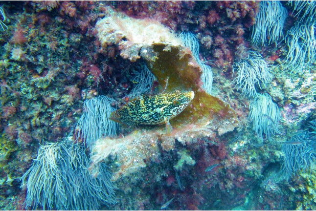 Curso de Iniciación de Buceo Open Water Diver (Lugo)