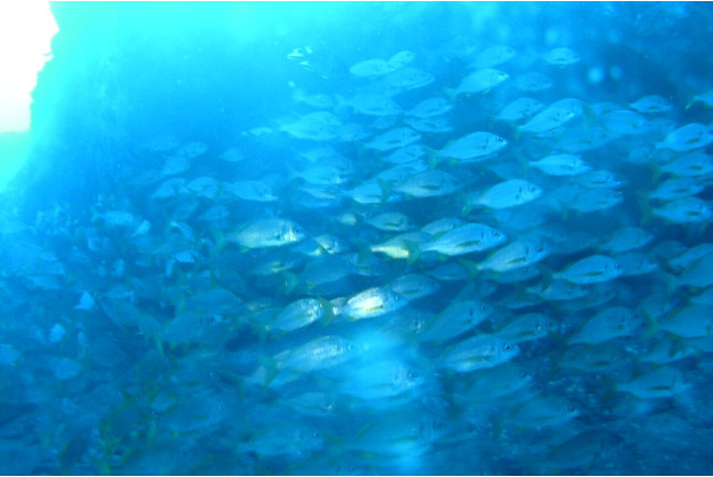 Open Water Diver (Tenerife)