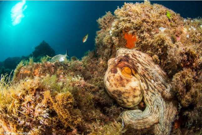 Curso de Open Water Diver (Calella de Palafrugell, Girona)