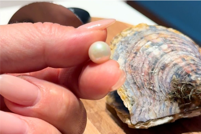 Pesca tu Perla Akoya: Pesca de una Ostra, Revelación y Valoración de la Perla con Montura Opcional (Tenerife)