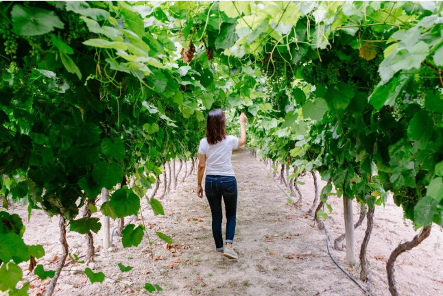Noche entre Viñedos: Escapada con Desayuno y Visita a Bodega Pago de Tharsys con Cata y Embutidos para dos (L-J) (Valencia) 