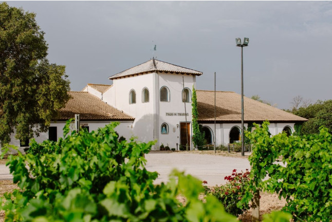 Noche entre Viñedos: Escapada con Desayuno y Visita a Bodega Pago de Tharsys con Cata y Embutidos para dos (L-J) (Valencia) 