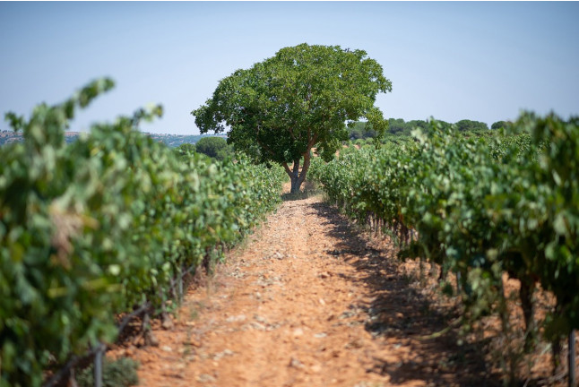 Visita a Bodega con Cata de Vinos y Aperitivo para dos en Palacio de Villachica (Toro, Zamora)