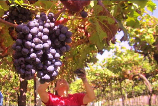 Circuito Termal Palacio del Agua con Comida en Balneario de Mondariz y Visita a Bodegas Señorío de Rubiós con Cata para dos (Pontevedra)