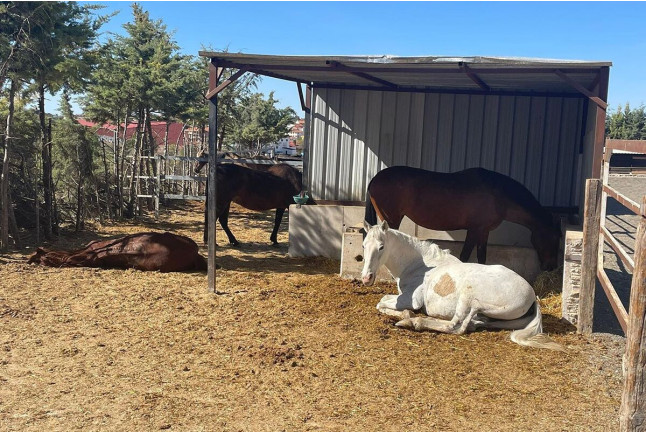 Paseo a Caballo para dos con Opción a Tosta y Bebida (Campo Real, Madrid)