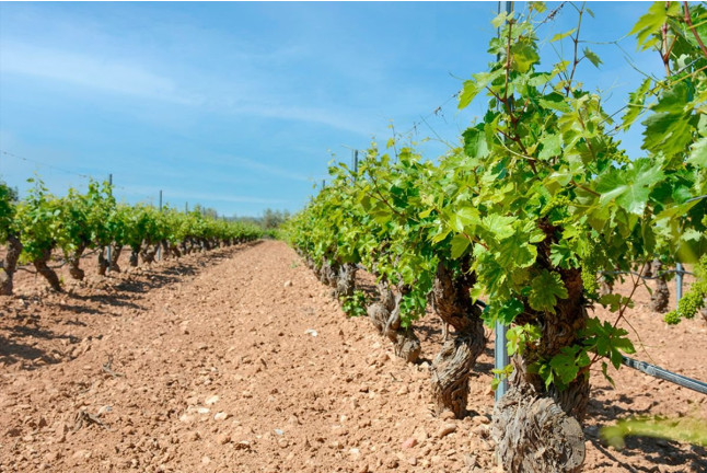 Paseo a Caballo y Visita a Bodega Vinícola de Arganda con Degustación de Vinos y Maridaje para dos (Madrid)