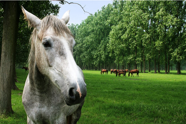 Paseo a Caballo (Girona)
