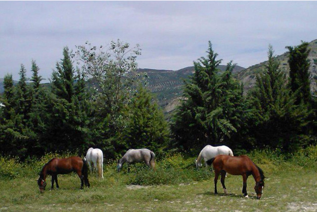 Paseo a Caballo para dos (Granada)