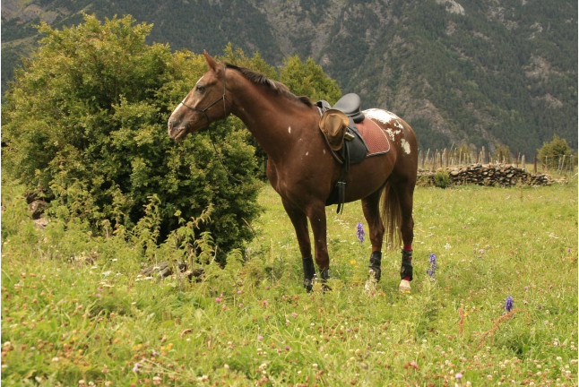 Paseo a Caballo para dos por el Montseny (Barcelona)