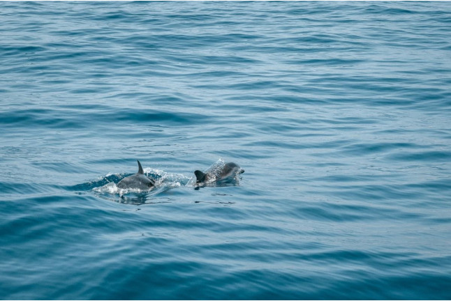 Salida Privada en Catamarán con Avistamiento de Delfines para dos (Benalmádena, Málaga)