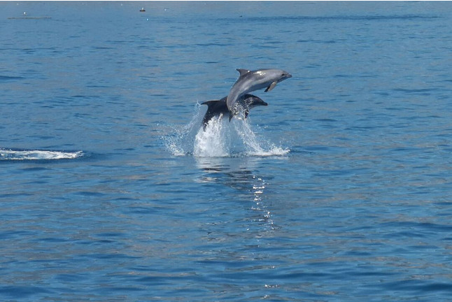 Avistamiento de Delfines y Vistas a la Costa del Sol (Benalmádena, Málaga)
