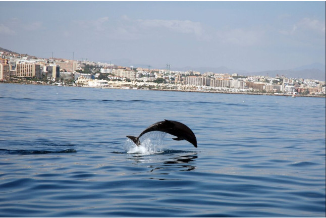 Avistamiento de Delfines y Vistas a la Costa del Sol (Benalmádena, Málaga)
