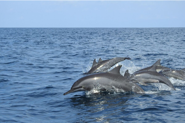 Paseo en Barco en Exclusiva con Avistamiento de Delfines para dos (La Línea de la Concepción, Cádiz)