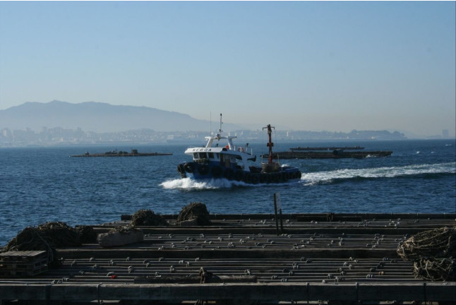 RUTA DEL MEJILLÓN: Paseo en Barco y Degustación de Mejillón (Pontevedra)