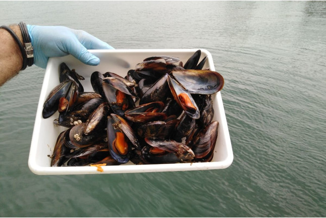 RUTA DEL MEJILLÓN: Paseo en Barco y Degustación de Mejillón (Pontevedra)