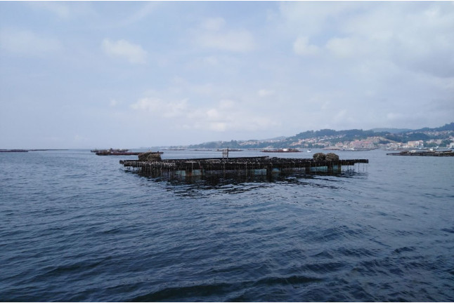 RUTA DEL MEJILLÓN: Paseo en Barco y Degustación de Mejillón (Pontevedra)