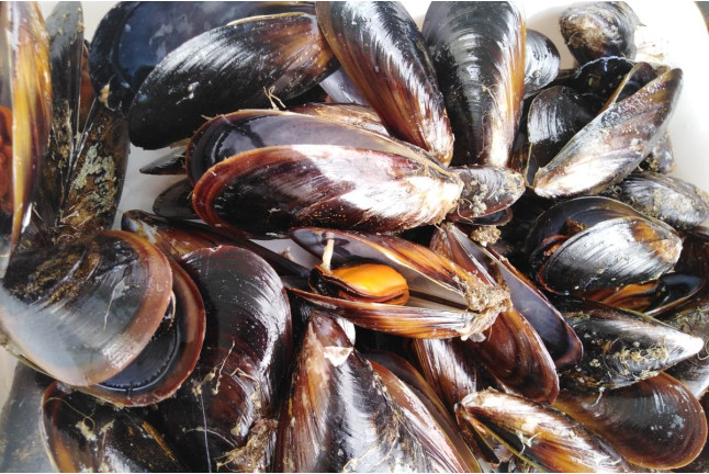 RUTA DEL MEJILLÓN: Paseo en Barco y Degustación de Mejillón (Pontevedra)