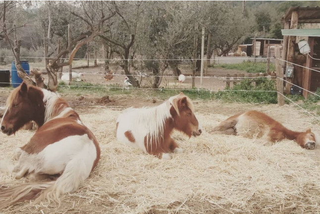 Paseo en Poni y Visita a la Granja en Familia (Castellar del Vallès, Barcelona)