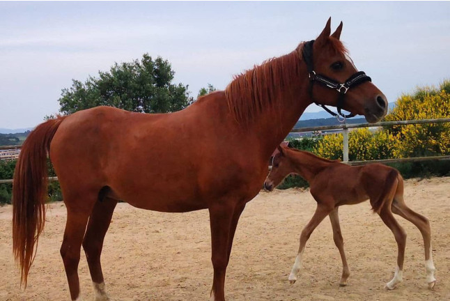 Paseo en Poni y Visita a la Granja en Familia (Castellar del Vallès, Barcelona)