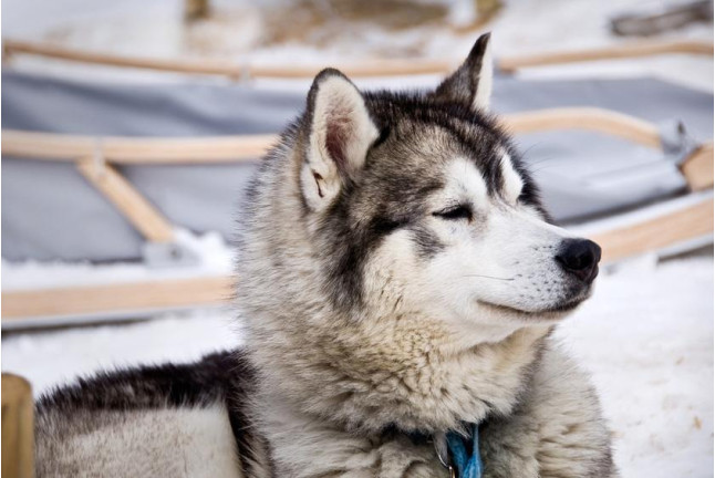 OFERTA Mushing: 2 Km en Paseo en Trineo tirado por Perros y Seguro (Andorra)