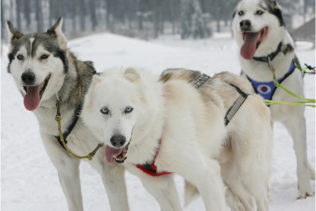 OFERTA Mushing: 2 Km en Paseo en Trineo tirado por Perros y Seguro (Andorra)