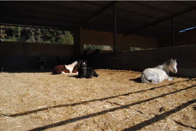 Paseo en Poni con Opción a Contacto para Niños en el Montseny (Barcelona)