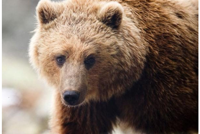 OFERTA: Entrada al Parque de Animales en Naturlandia (Andorra)