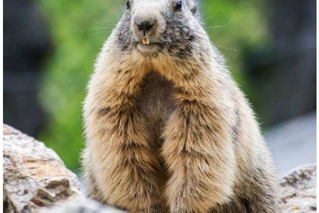 OFERTA: Entrada al Parque de Animales en Naturlandia (Andorra)
