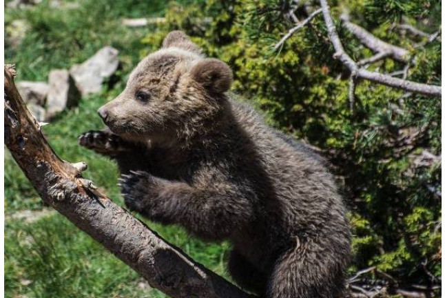 OFERTA: Entrada al Parque de Animales en Naturlandia (Andorra)