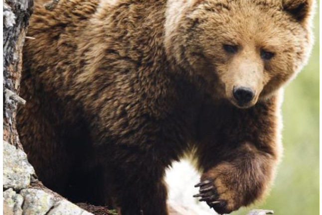 OFERTA: Entrada al Parque de Animales en Naturlandia (Andorra)