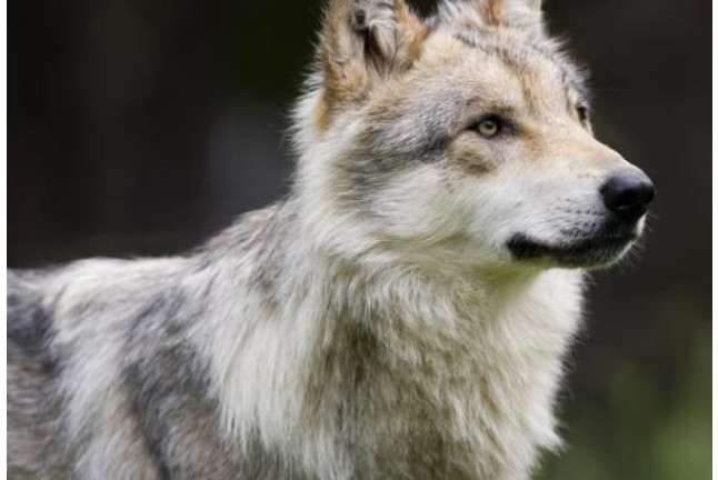 OFERTA: Entrada al Parque de Animales en Naturlandia (Andorra)