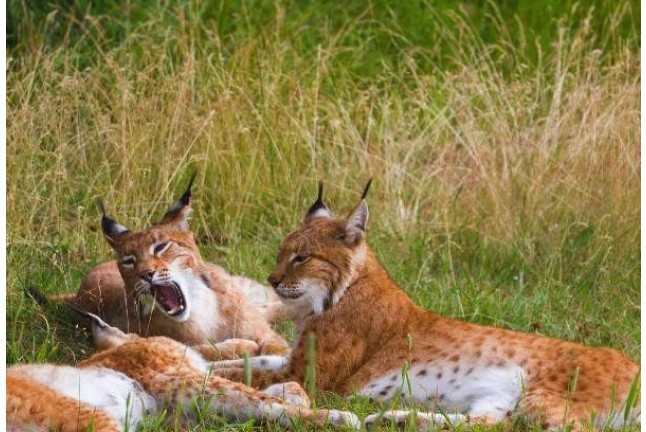 OFERTA: Entrada al Parque de Animales en Naturlandia (Andorra)