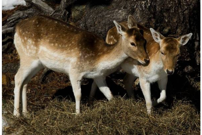 OFERTA: Entrada al Parque de Animales en Naturlandia (Andorra)