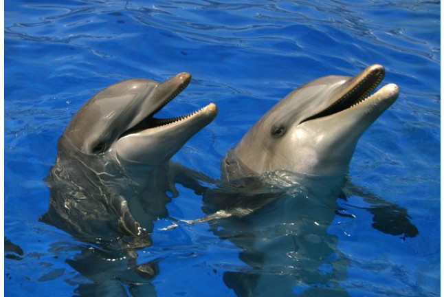 Pasaporte Animalia: Encuentro con Delfines y Leones Marinos en el Oceanogràfic - No incluye Entrada (Valencia)