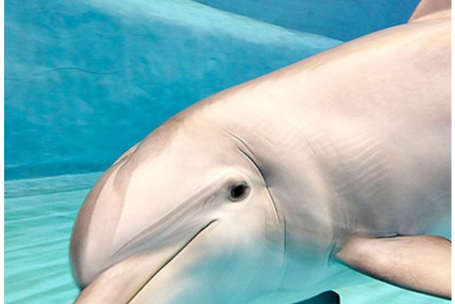 Pasaporte Animalia: Encuentro con Delfines y Leones Marinos en el Oceanogràfic - No incluye Entrada (Valencia)