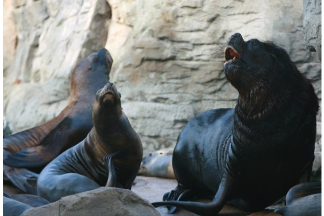 Pasaporte Animalia: Encuentro con Delfines y Leones Marinos en el Oceanogràfic - No incluye Entrada (Valencia)