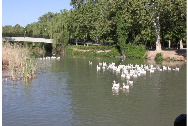 Paseo Turístico en Barco y Aventura Histórica (Aranjuez, Madrid)