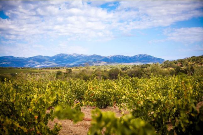 Picnic en el Viñedo con Vinos DO Empordà para dos (Girona)