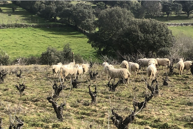 Escapada con Desayuno en La Posada de Bayuela y Visita guiada a Bodegas Canopy con Cata de Vinos y Aperitivo para dos (Toledo)
