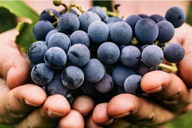 Escapada en Posadas de Granadilla y Visita Guiada a Bodegas Viña Placentina con Cata de 2 Vinos y Tapas para dos (Cáceres)