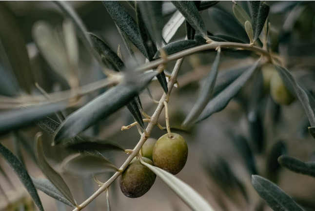 Pack Óleo: Visita a la Almazara y Degustación de Aceites (Madrid)