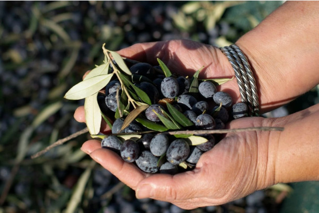 Pack Óleo: Visita a la Almazara y Degustación de Aceites (Madrid)