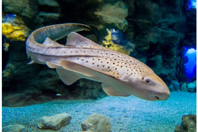 Entradas al Acuario Poema del Mar (Las Palmas de Gran Canaria)