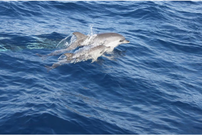 Navegación para ver la Puesta de Sol con Avistamiento de Delfines (Lanzarote)